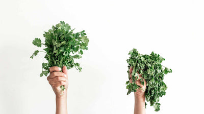 How to Keep Fresh Cilantro: Proven Method with Abeego Wraps